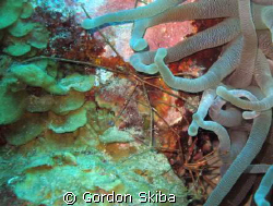 Spider Crab and Anenome taken in 60' water off Curaco in ... by Gordon Skiba 